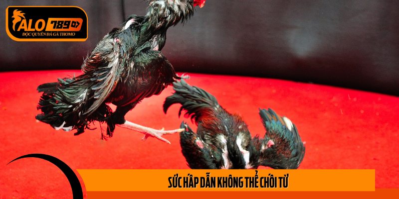 Sân chơi đá gà 28BET - Nơi hội tụ những chuyên gia hàng đầu