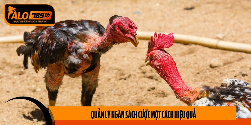 Quản lý vốn cược thông minh là chìa khóa thành công tại 28BET