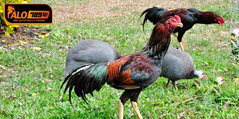 Đá Gà KUBET77 Là Gì?