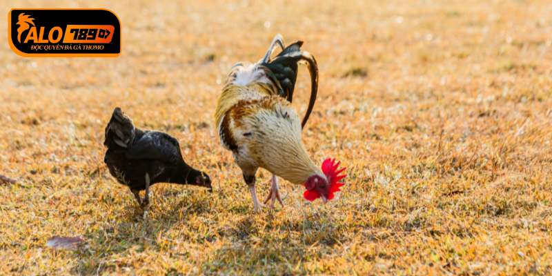 Thường xuyên có các ưu đãi, khuyến mãi