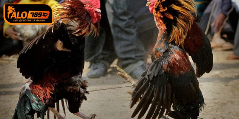 Đặt Cược Theo Tỷ Lệ